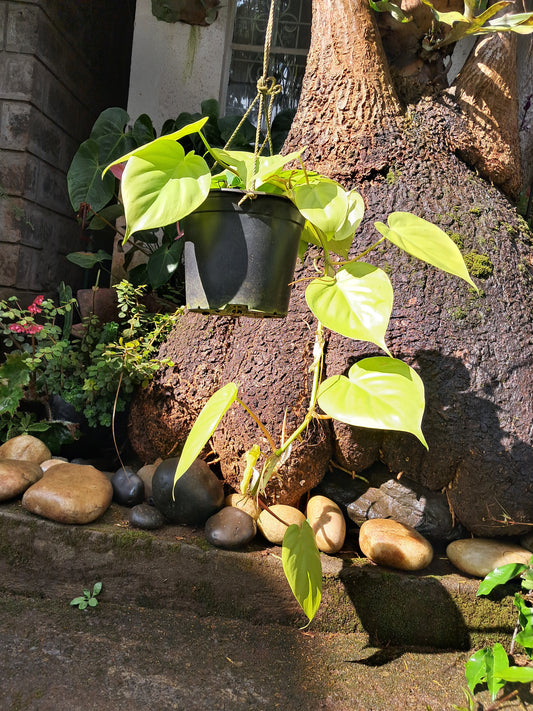 Lime Green Plant