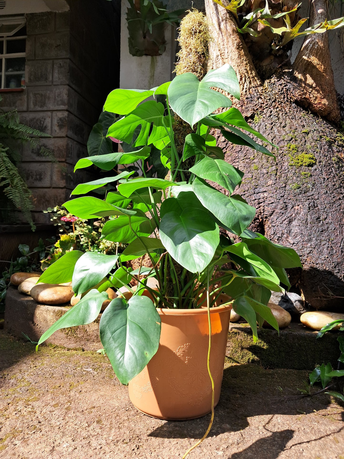 Monstera Climbing