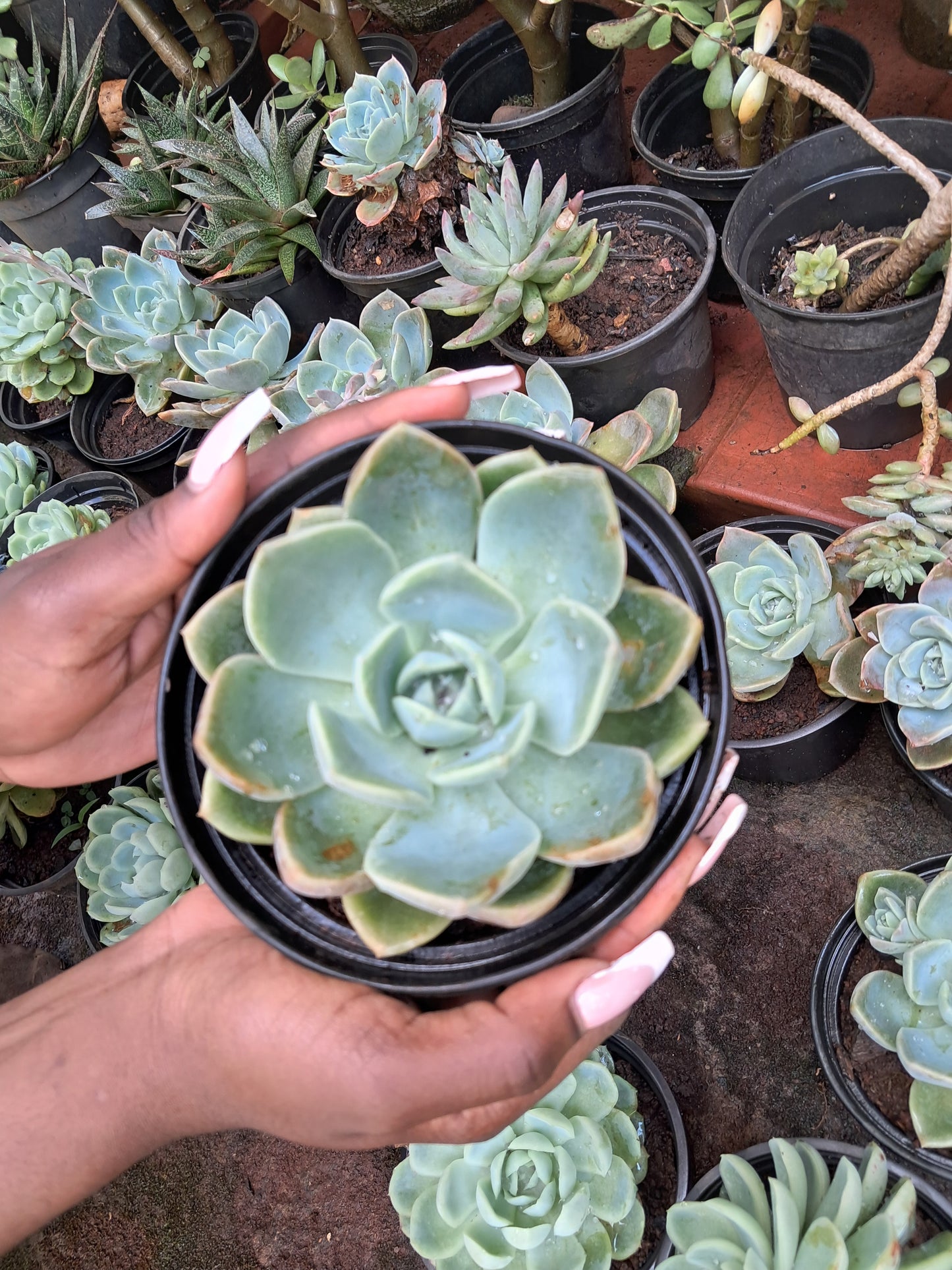 Echeveria Elegans