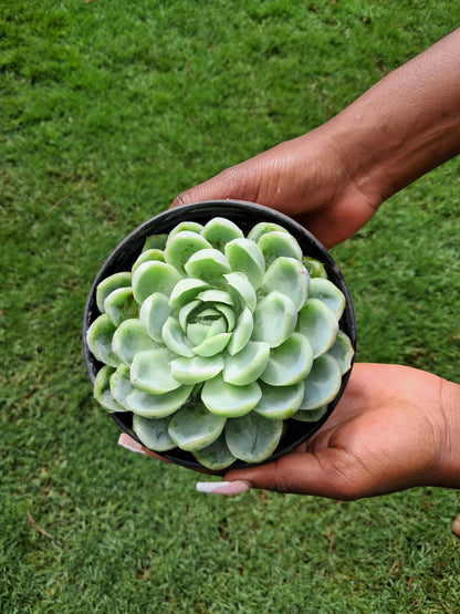 Echeveria Elegans