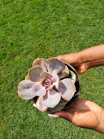 Echeveria Lilacina