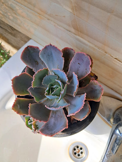 Echeveria Lilacina