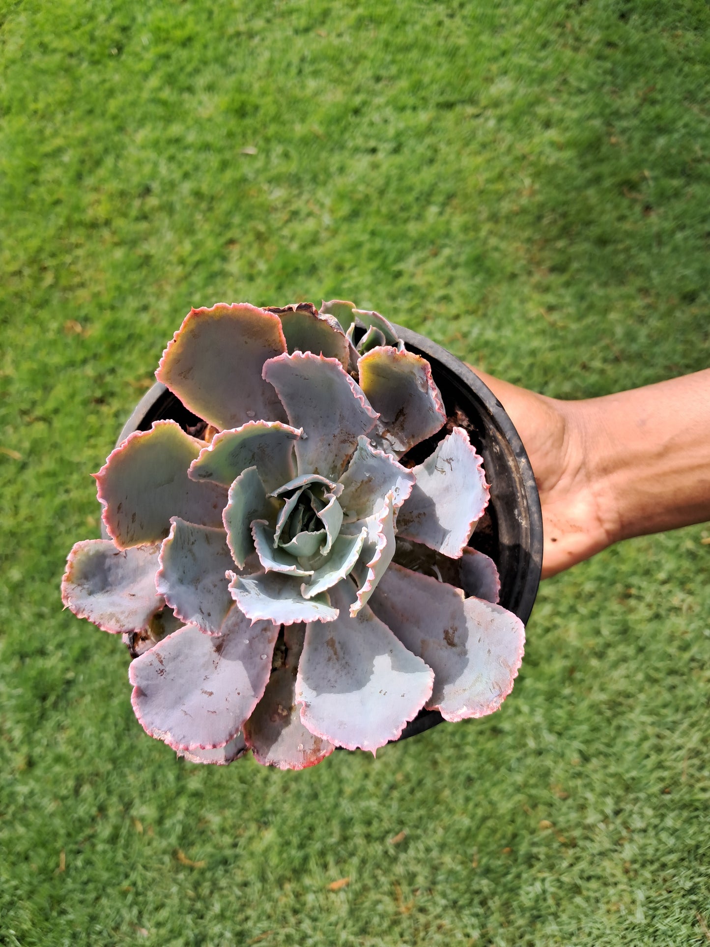 Echeveria Lilacina