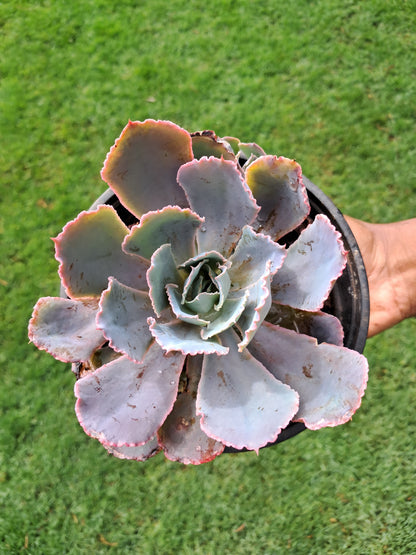 Echeveria Lilacina