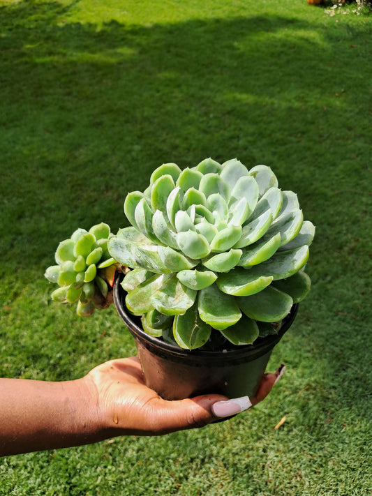 Echeveria Elegans