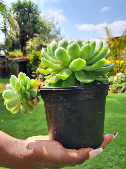 Echeveria Elegans