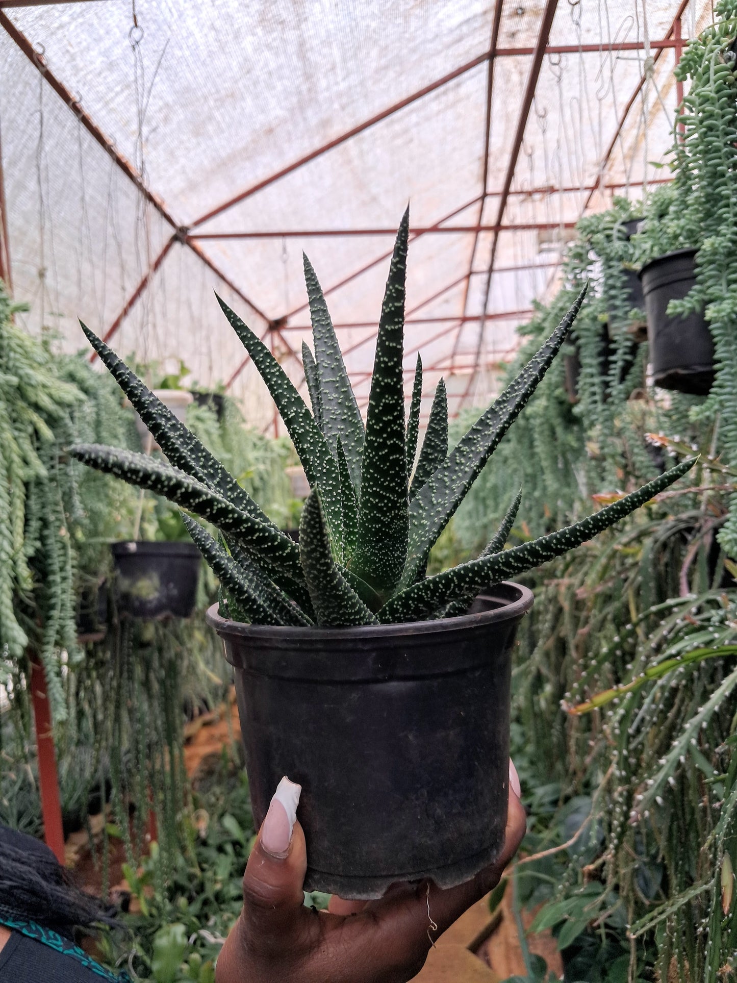 Haworthia Pumila