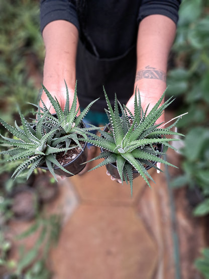 Haworthia attenuate (Zebra plant)