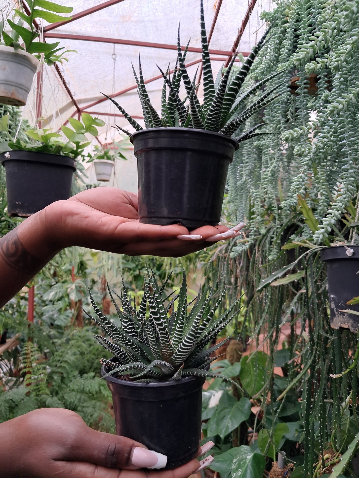 Haworthia attenuate (Zebra plant)