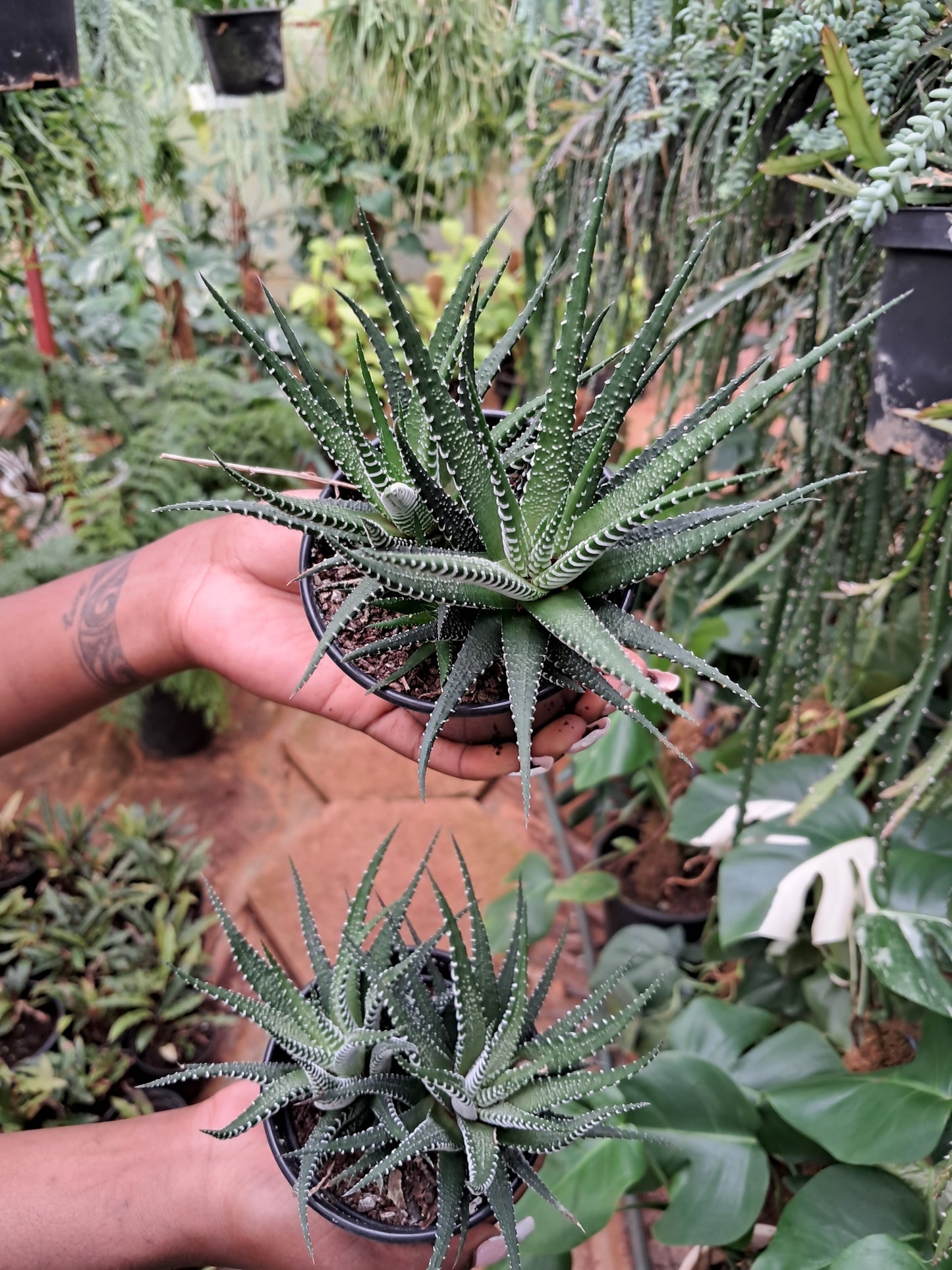 Haworthia attenuate (Zebra plant)