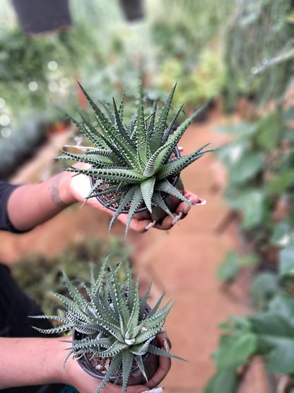 Haworthia attenuate (Zebra plant)