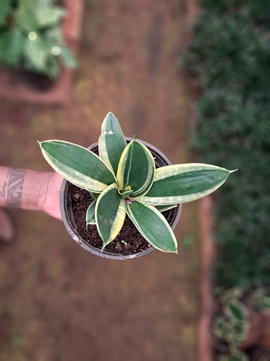 Dwarf Yellow Snake Plant