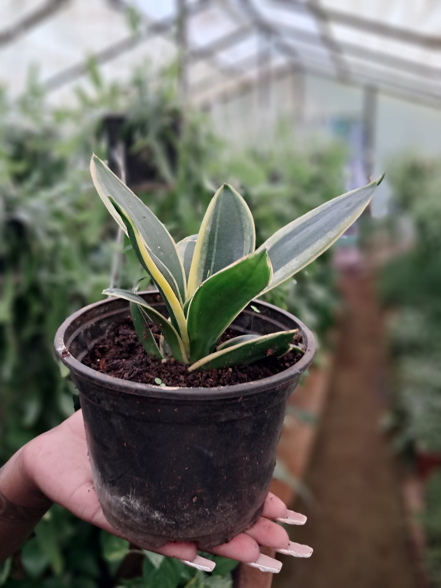 Dwarf Yellow Snake Plant