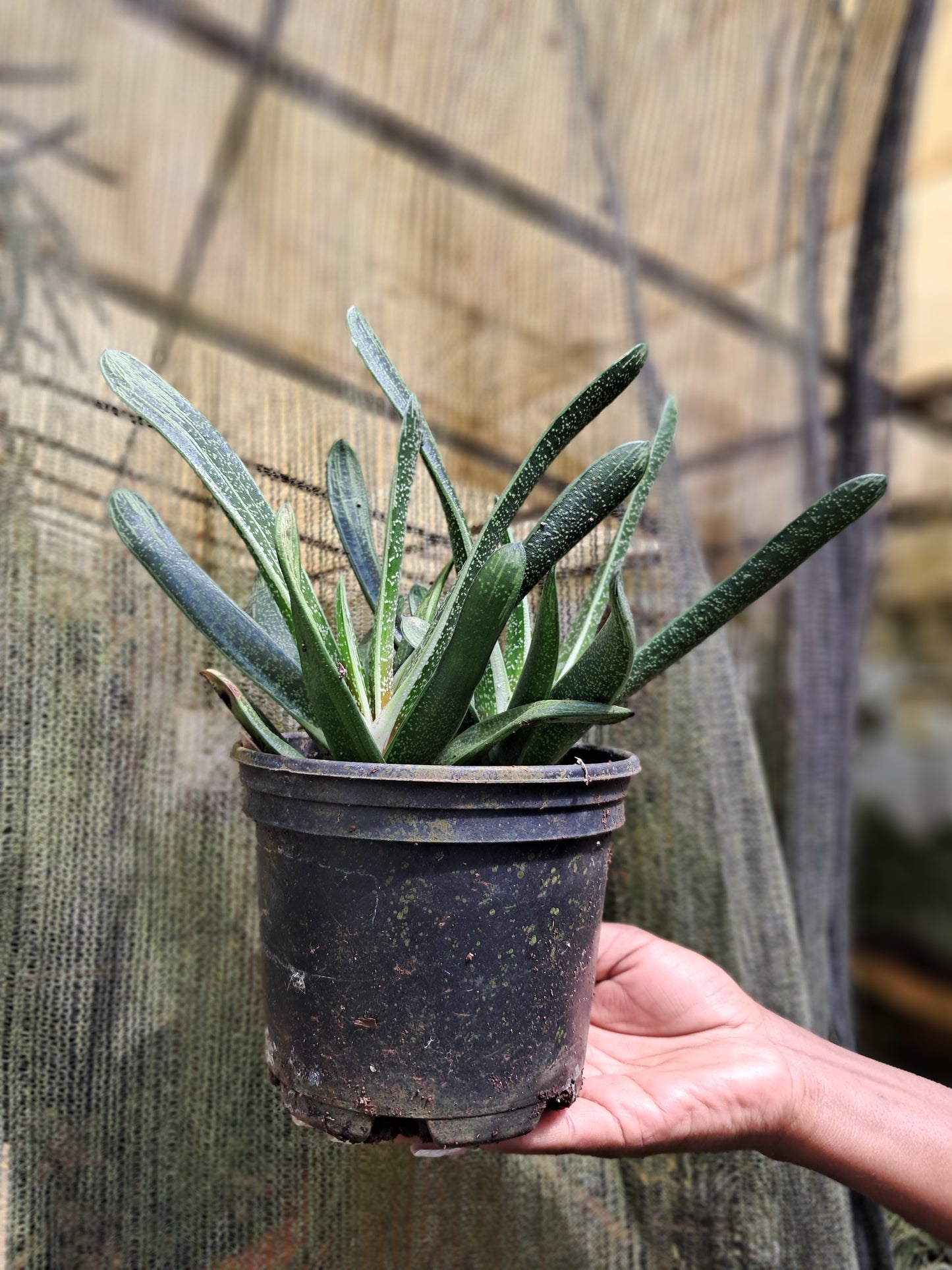 Gasteria Baylissiana