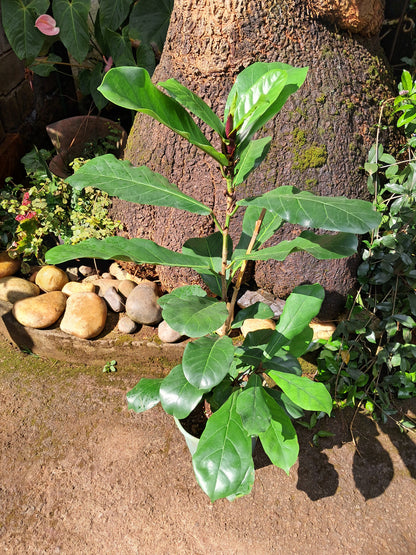 Ficus Lyrata