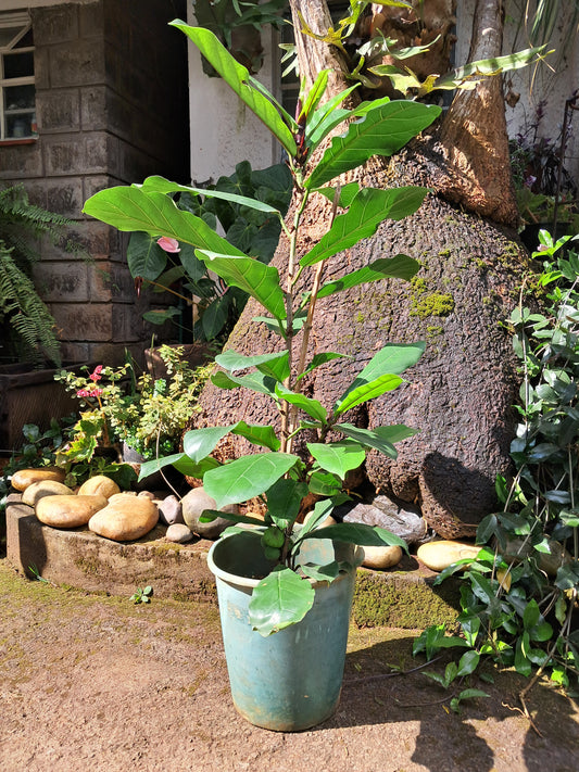 Ficus Lyrata