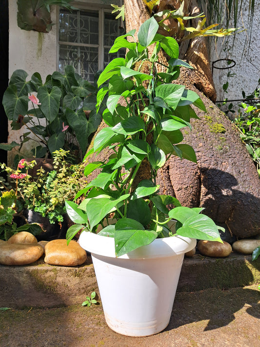 Money Plant (Climbing)