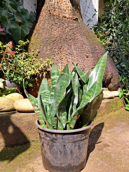 Dwarf Snake Plant