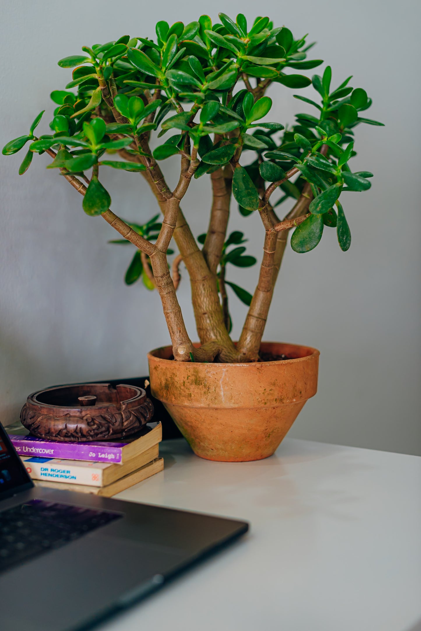 Jade Plant