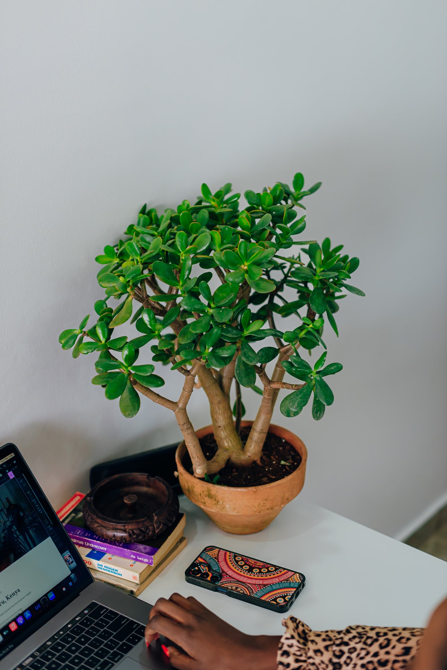 Jade Plant