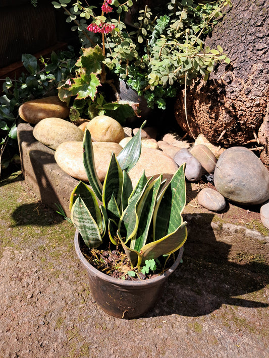 Dwarf Snake Plant